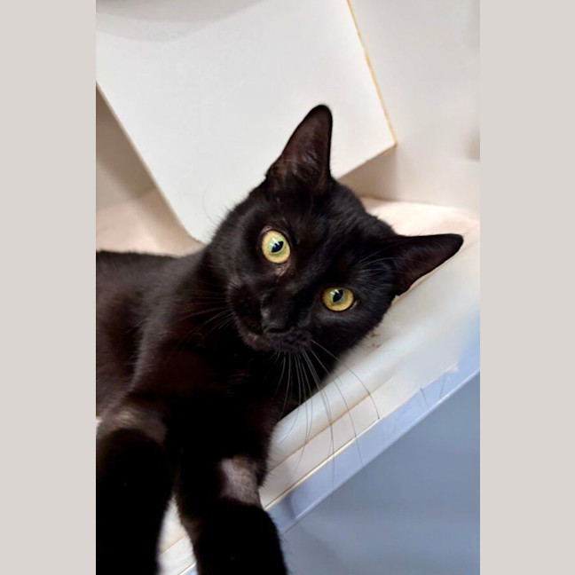 Photo of Annie