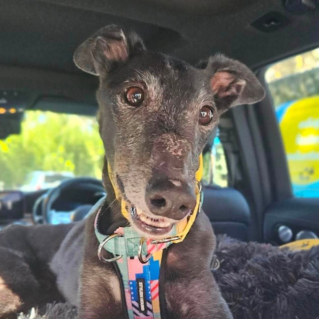 Photo of Jasper The Greyhound