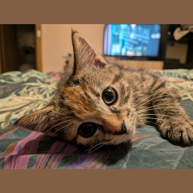 Photo of Kahea
