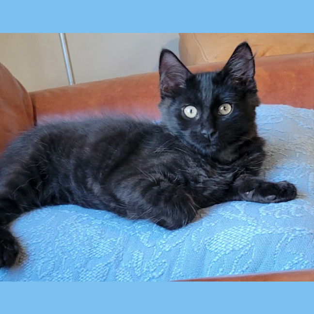Photo of Mambo & Bolero   In Foster Care In Coburg