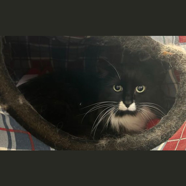 Photo of Jitters