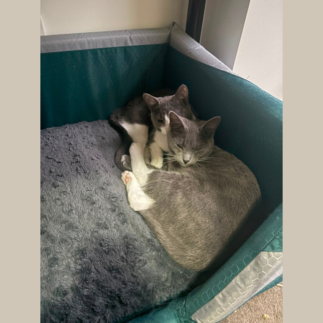 Photo of Poison Ivy **2nd Chance Cat Rescue**