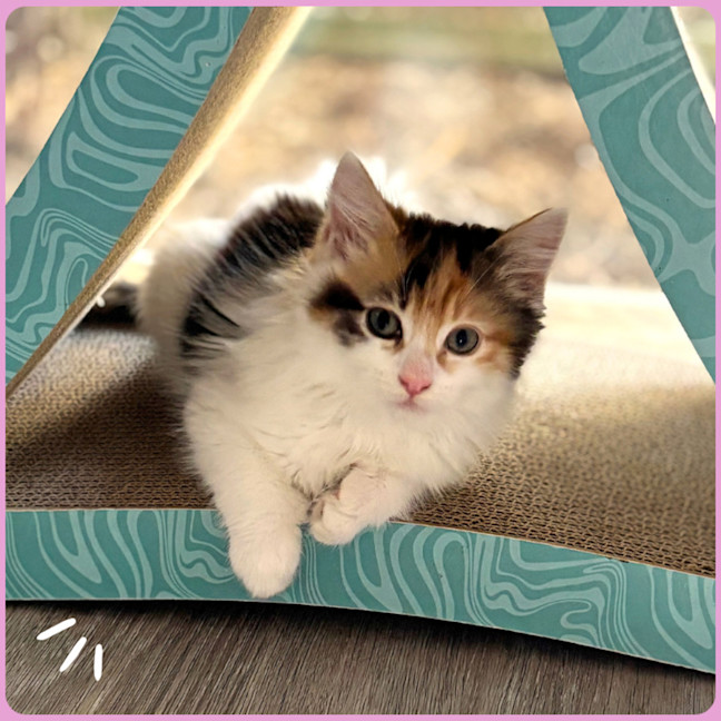 Photo of Roxy