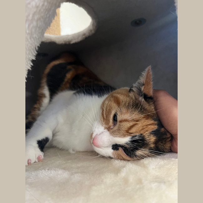 Photo of Hazel