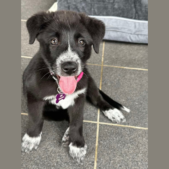 Photo of Piper