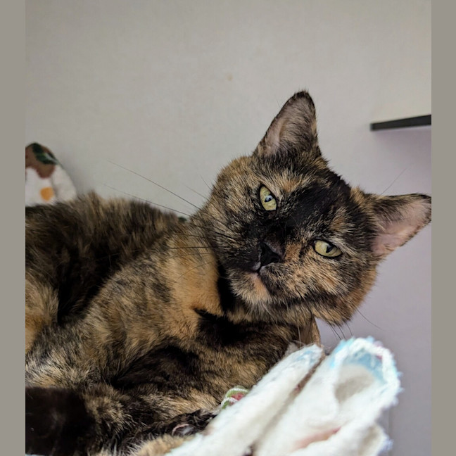 Photo of Nessa