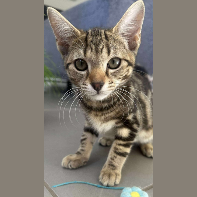 Photo of Tommy (K57)