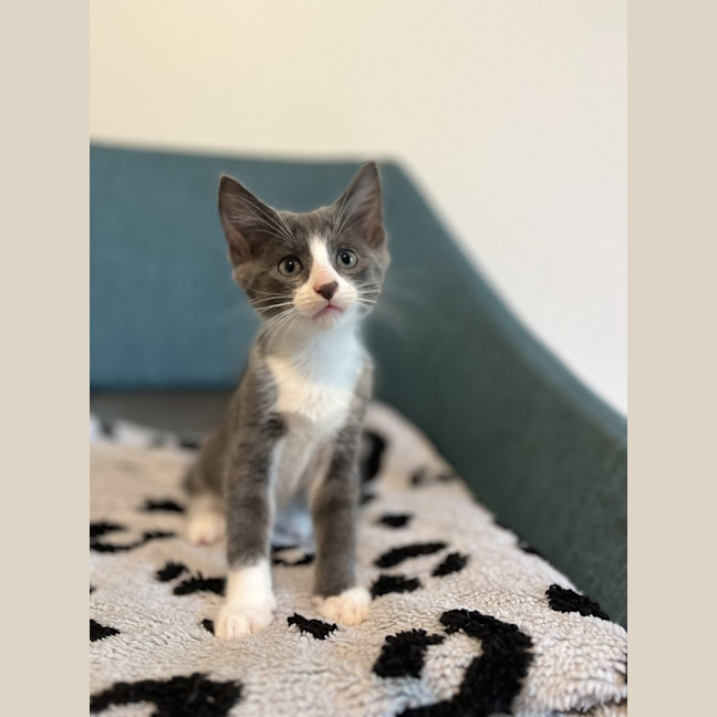 Photo of Humphrey