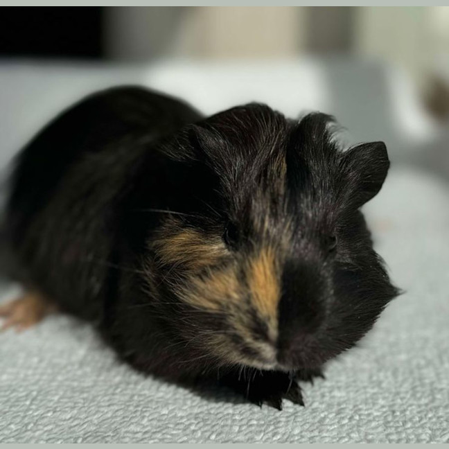 Photo of Sausage & Onyx