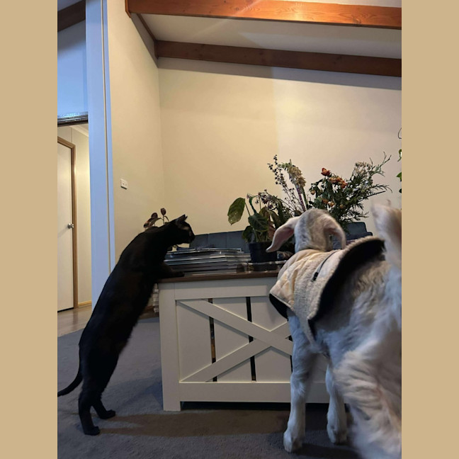 Photo of Violet And Prickle