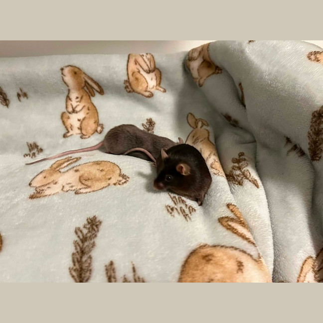 Photo of Toast & Cereal