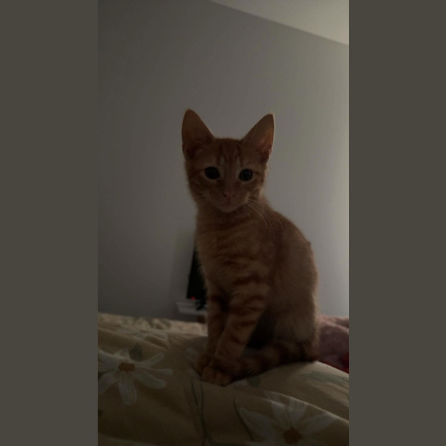 Photo of Cheeto Supreme