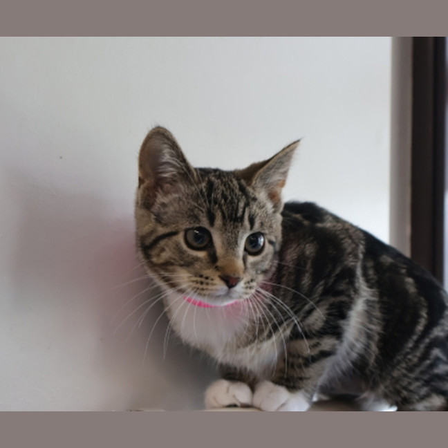 Photo of Mocha
