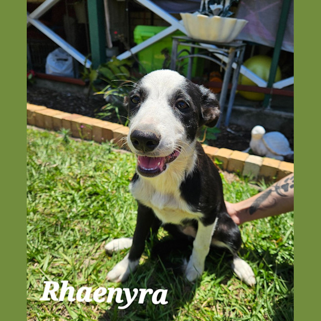 Photo of Rhaenyra