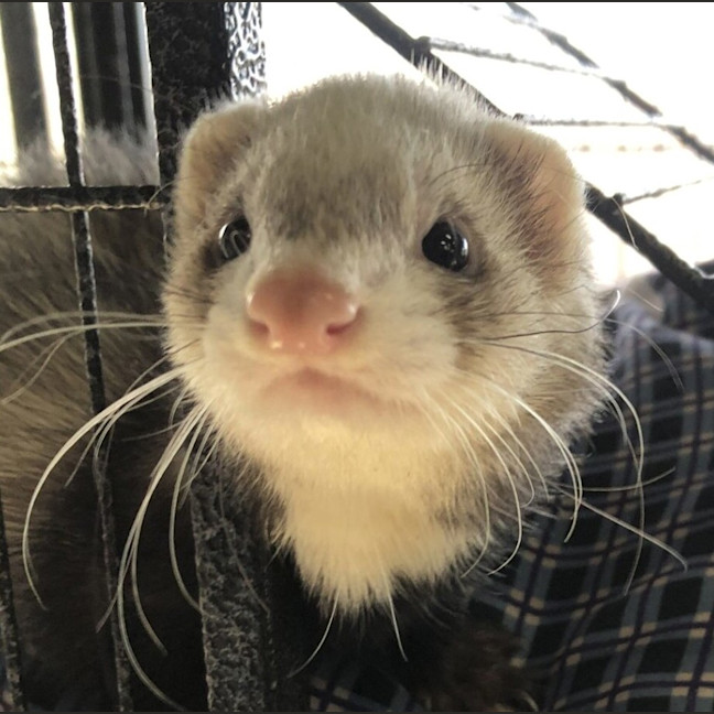 Photo of Chilli