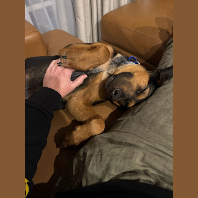 Photo of Archie   10 Month Old Beagle X Shepherd