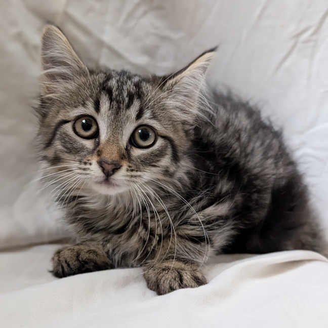 Photo of Cookie