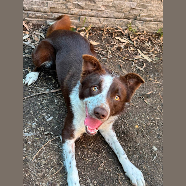 Photo of Rusty