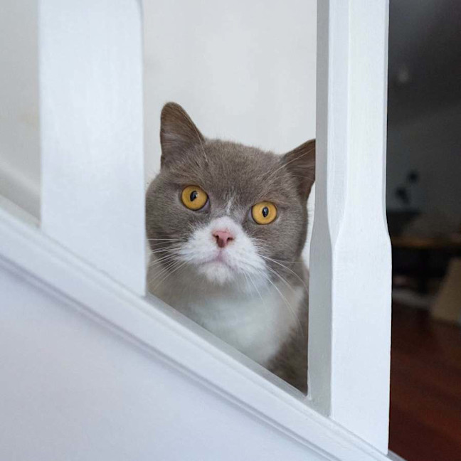 Photo of Teddy