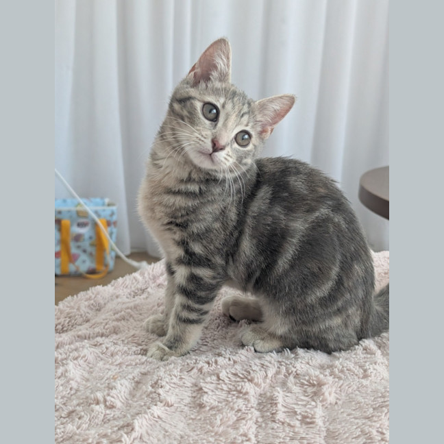 Photo of Ash Wednesday 🩶