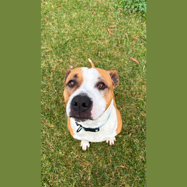 Photo of Poppy