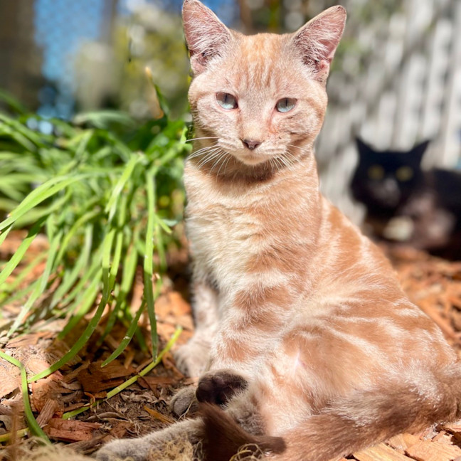 Photo of Ferdinand