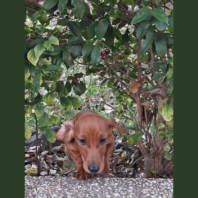 Photo of Wiggles