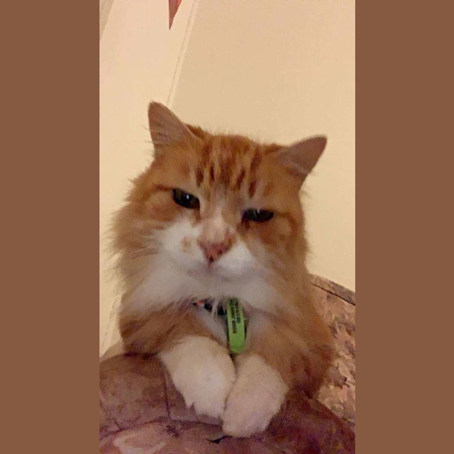 Photo of Chicken Wing