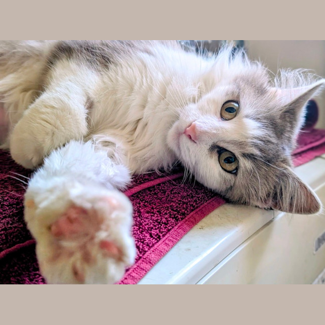 Photo of Roxy 