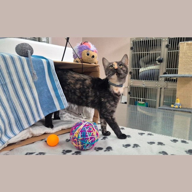 Photo of Miss Pink (0197)