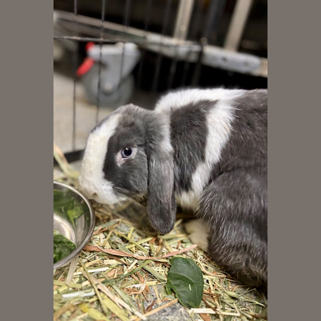 Photo of Rascal & Scallywag  Meet Us @ Petstock Milperra!