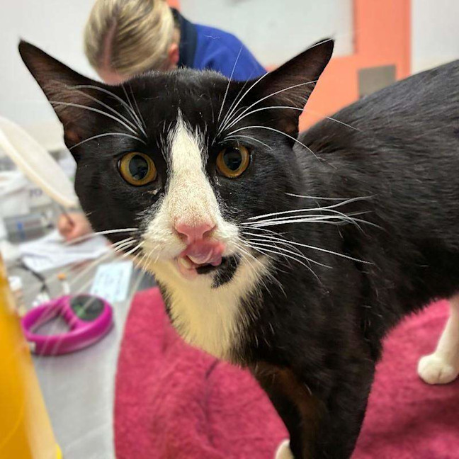 Photo of Puss
