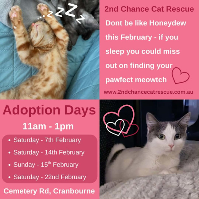 Photo of Lillee **2nd Chance Cat Rescue **