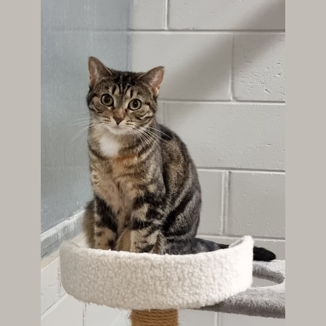 Photo of Little Lady