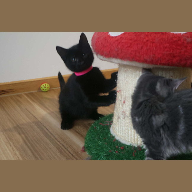 Photo of Soot