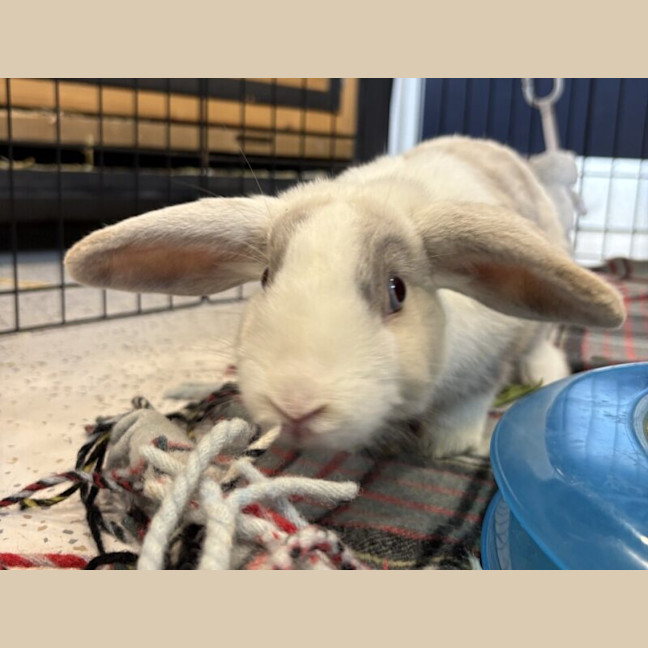 Photo of Tom Collins