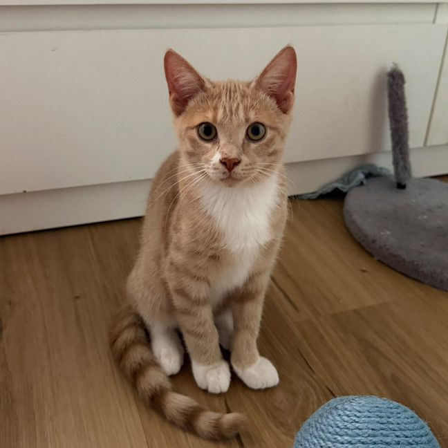 Photo of Bagel