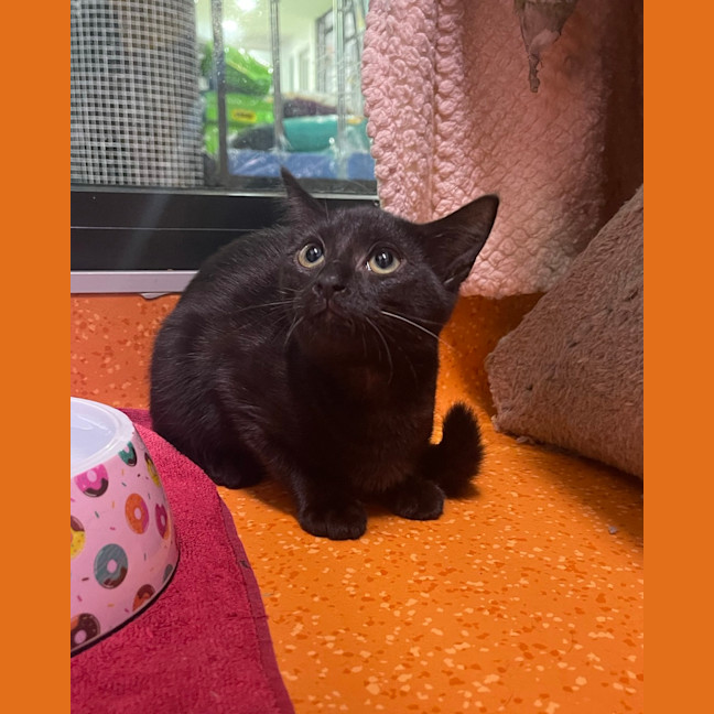 Photo of Luna