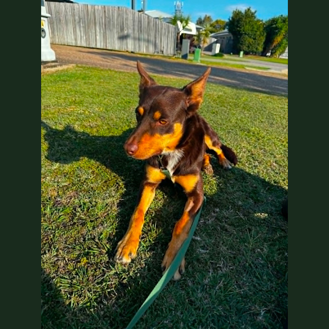 Photo of Rocky