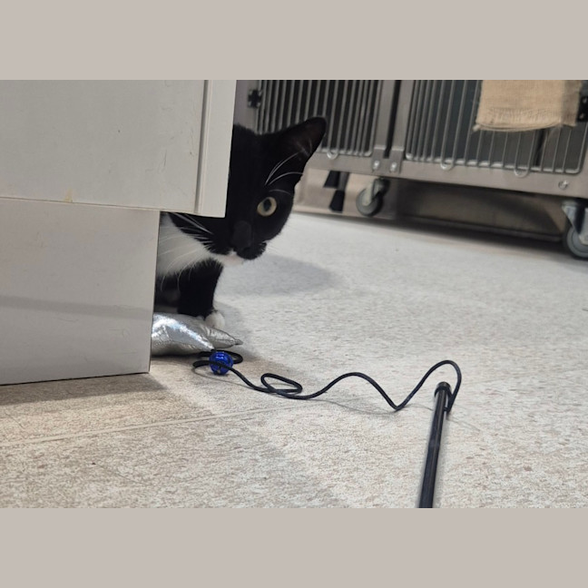 Photo of Onyx (0032)