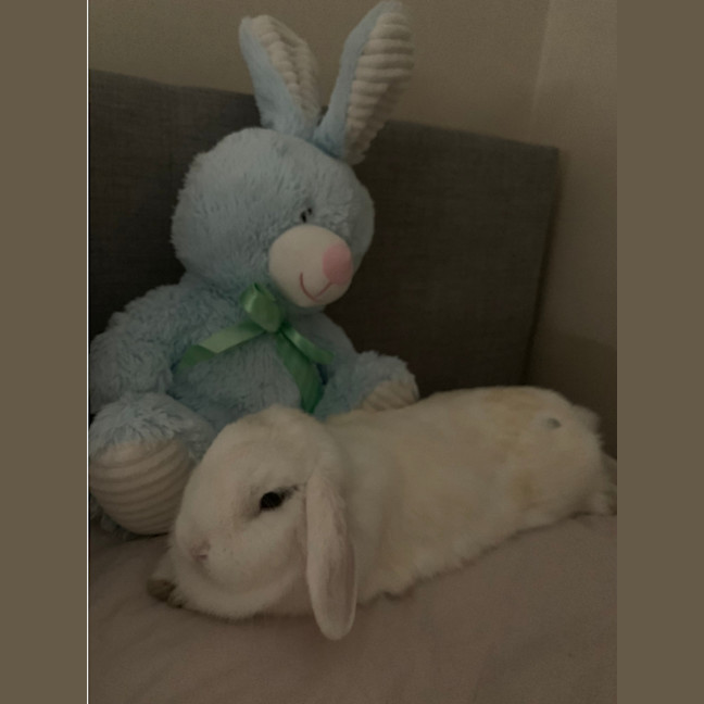 Photo of Yuan Bunny