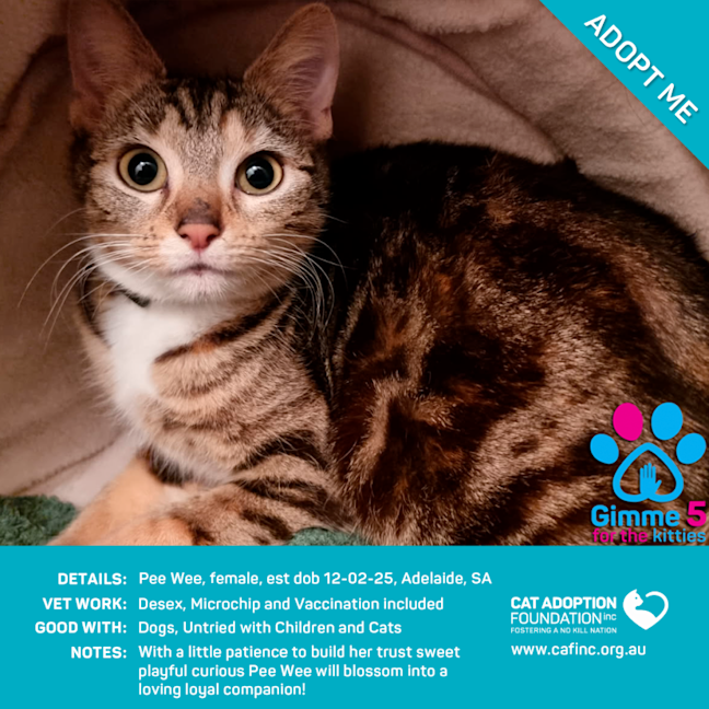 Photo of Pee Wee Just $120 Fully Vetted!