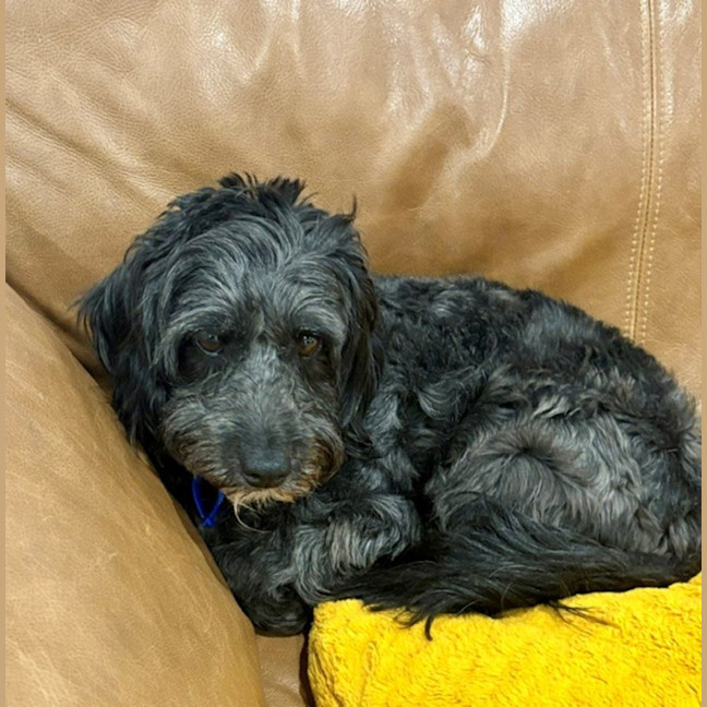 Photo of Cooper   3 Year Old Border Collie X Toy Poodle