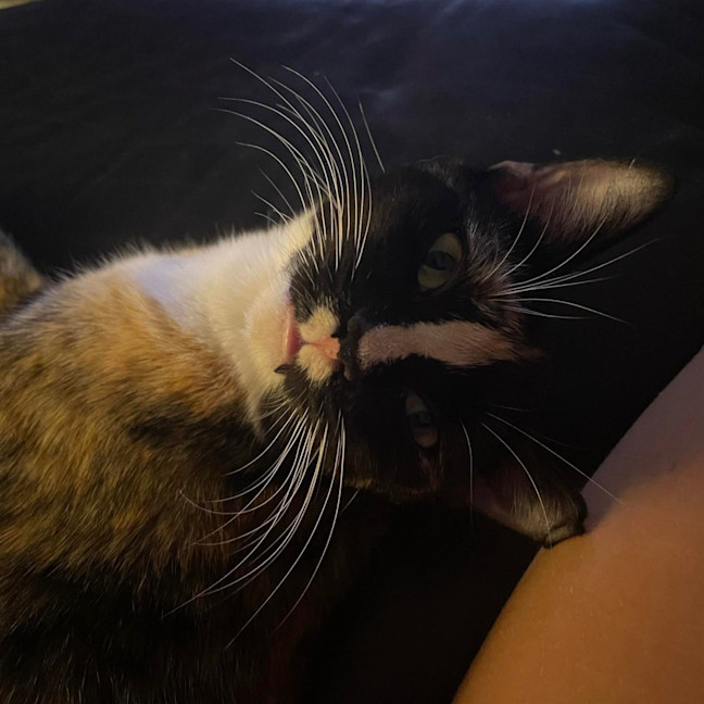 Photo of Ziva