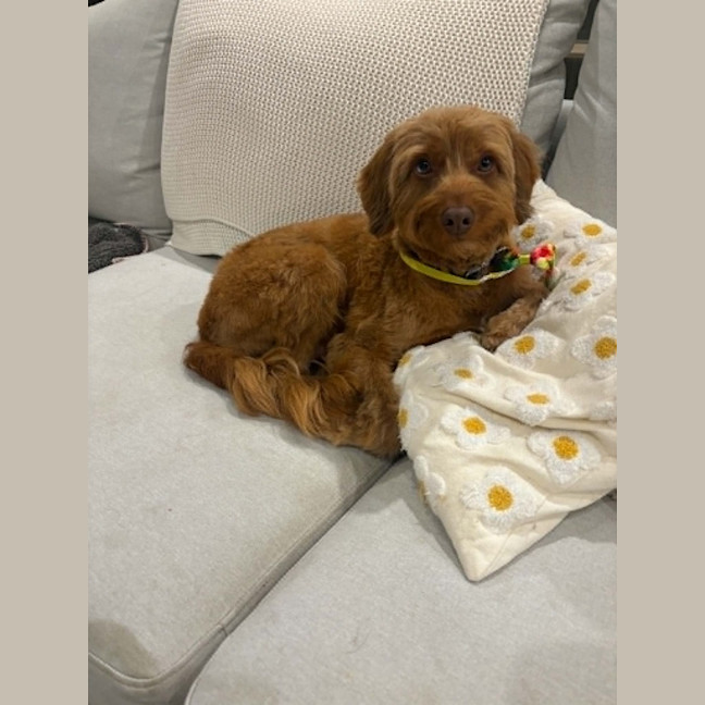 Photo of Oliver