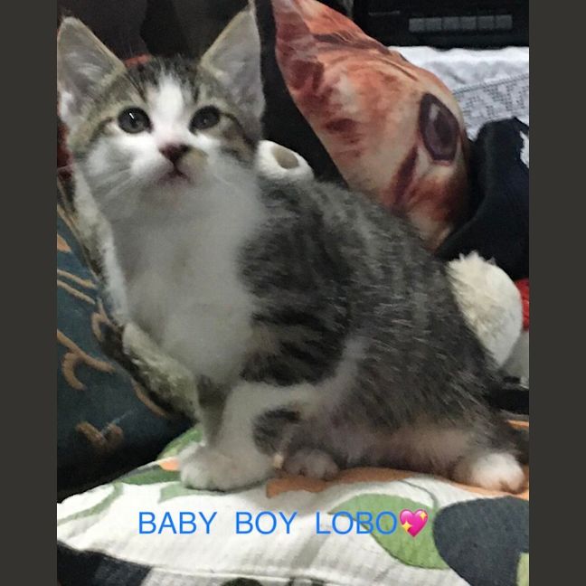 Photo of Lobo (Aka Obie)💗