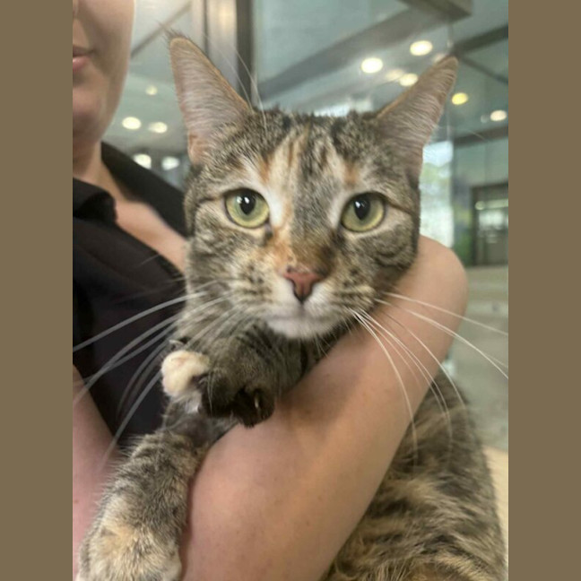 Photo of Buttercup