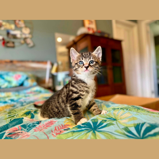 Photo of Yanni & Niko 