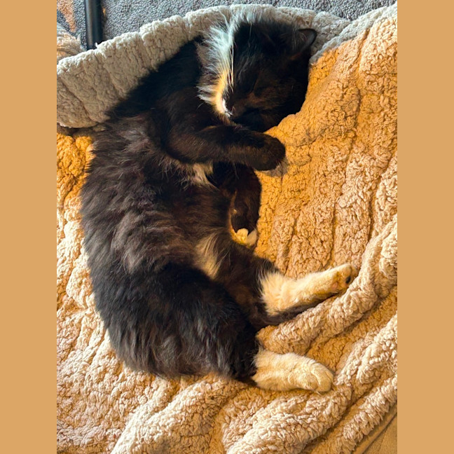 Photo of Mr Whiskers