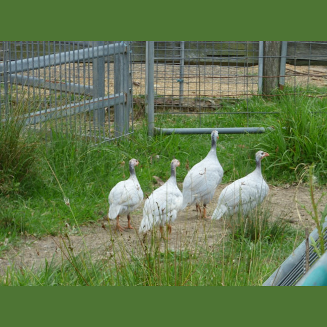 Photo of Baby Guinea Fowls